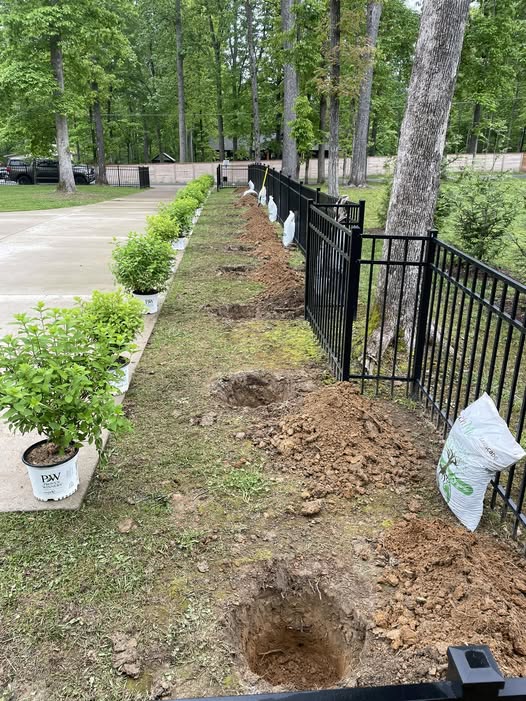 newly installed sod