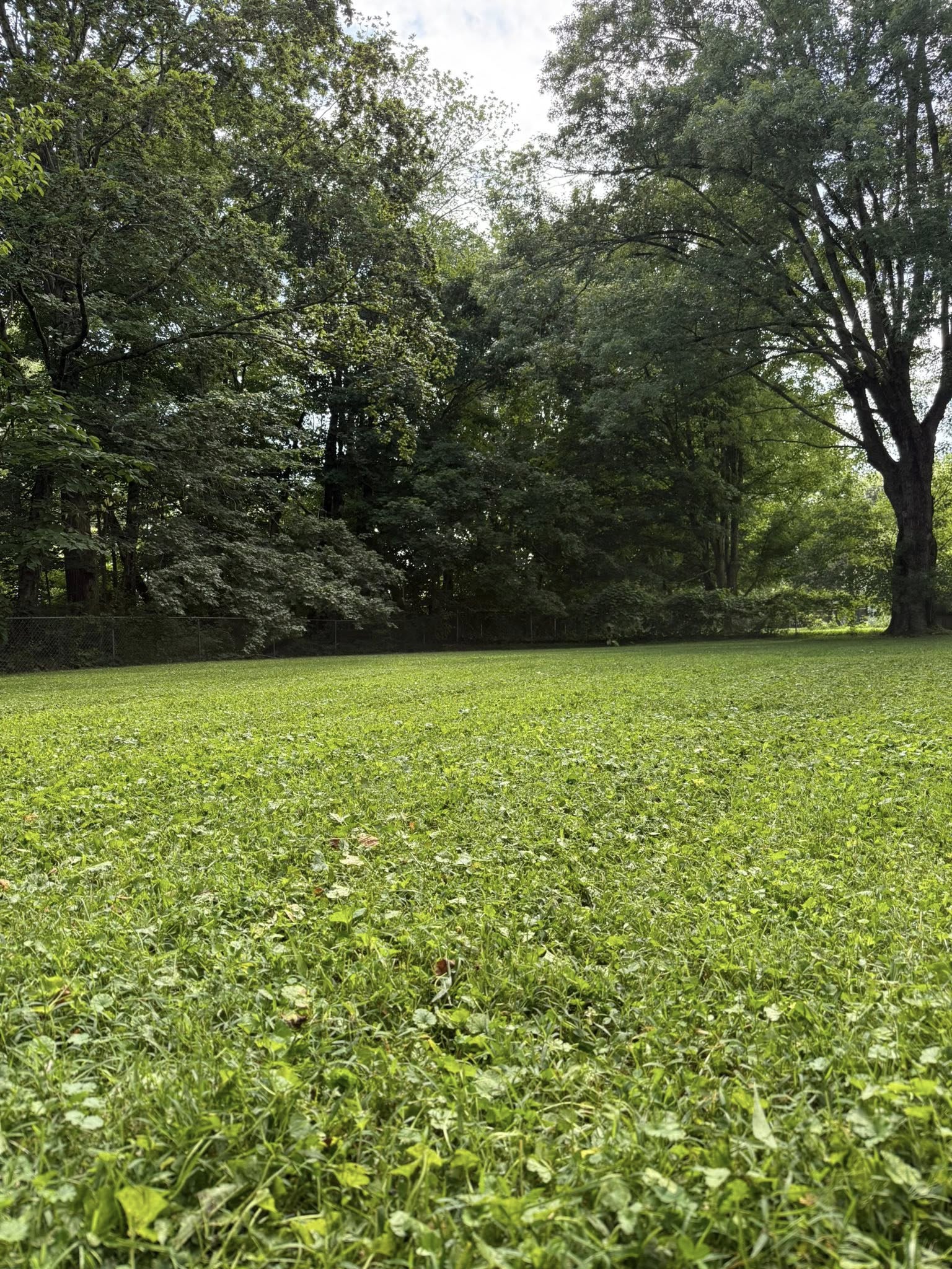 Another vertical lawn view