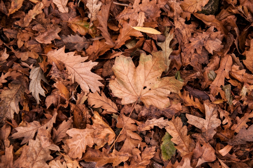 Before and after view of a professional leaf removal