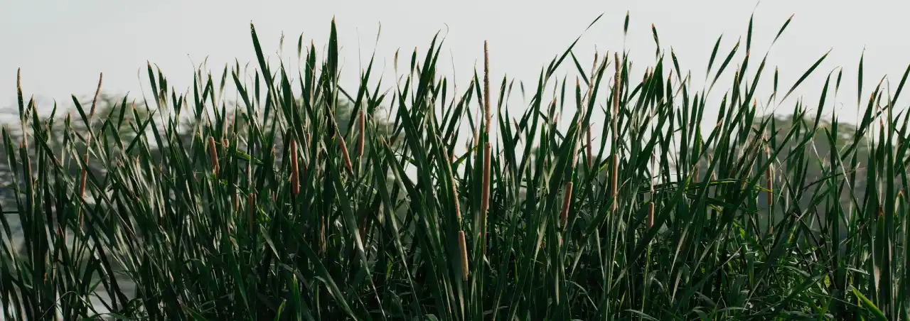 grass